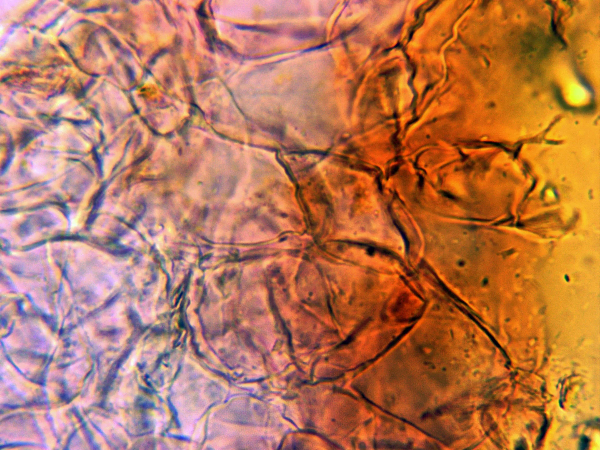 10 - Peridio capa interna